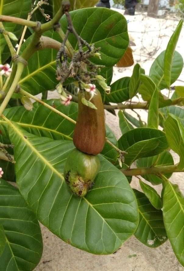 Cashew Cultivation