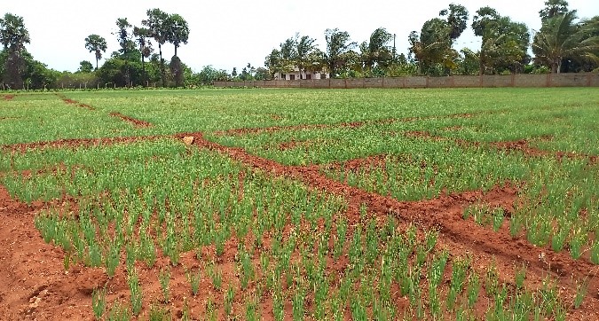 Community Farming – Paththaimani